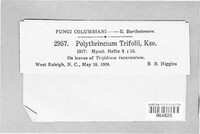 Polythrincium trifolii image